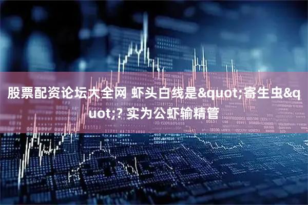 股票配资论坛大全网 虾头白线是"寄生虫"? 实为公虾输精管
